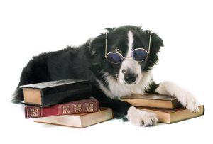 smart border collie