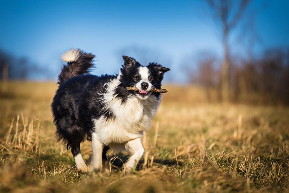 Herding Group Dogs 12 Border Collie With Stick