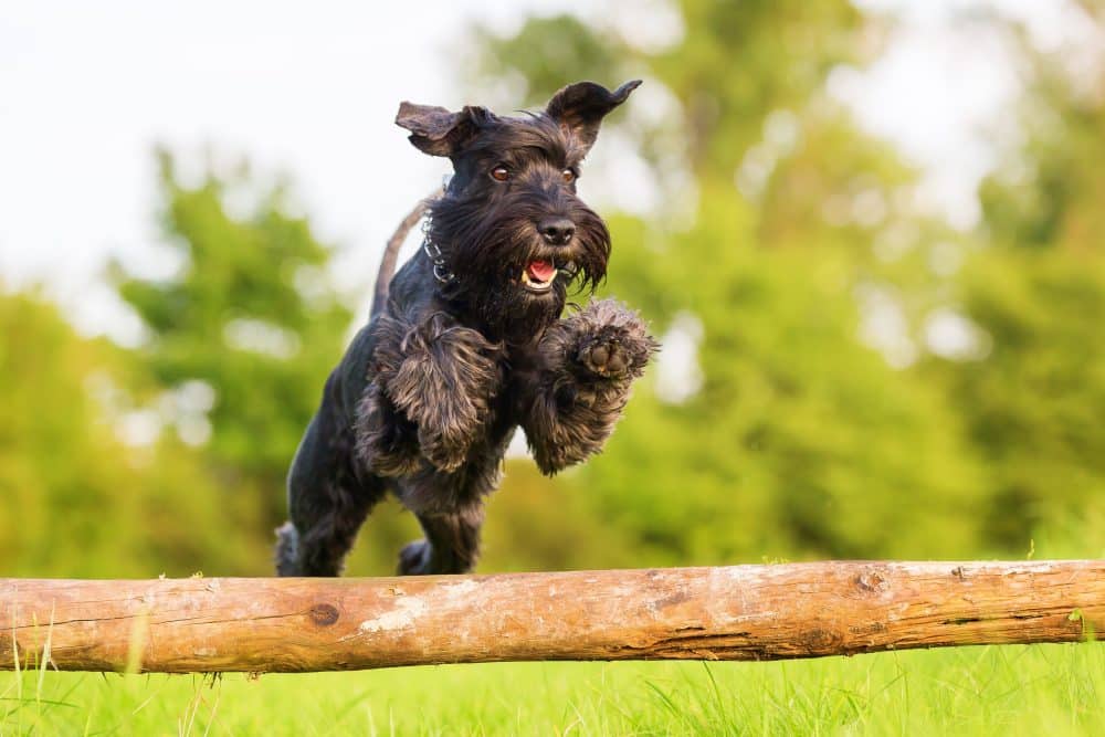 Standard Schnauzer: The Granddaddy Of The Popular Schnauzer Breed 3 Standard Schnauzer