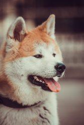 Akita: A Most Loyal Companion 6 Akita dog portrait. Akita Inu