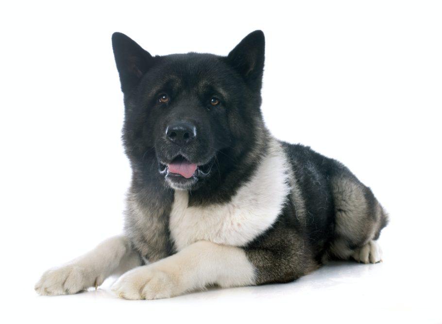 Akita: A Most Loyal Companion 7 american akita