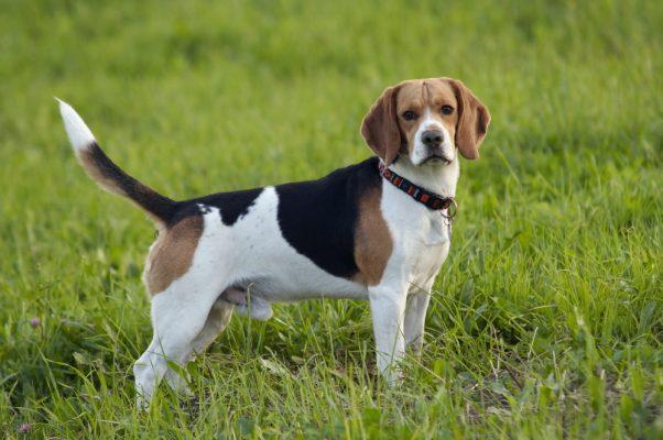 Top Dog Forum