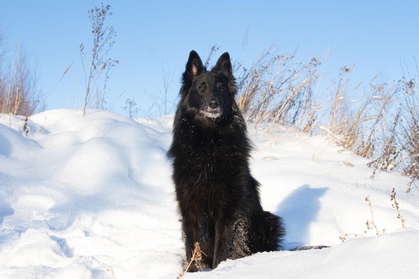 Belgian Shepherd dog. Dog. A purebred black dog sits in nature. Wool.