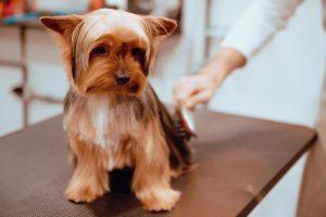 Silky Terrier