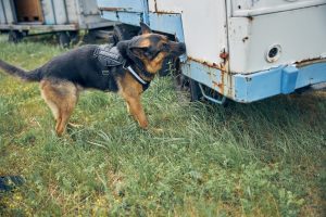 What Breeds Make Excellent Detection Dogs 5 German Shepherd Detection Dog