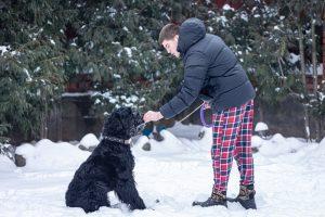 Giant Schnauzer 