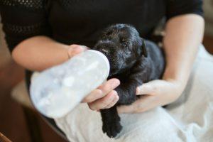 Giant Schnauzer Puppy