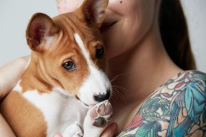 Basenji Dog Breed Information You Must Know 6 puppy basenji dog.
