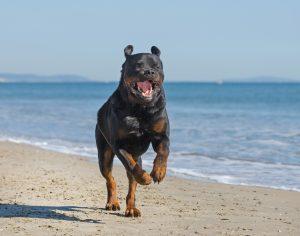 Rottweiler: Powerful But A Lover at Heart 3 rottweiler on the beach