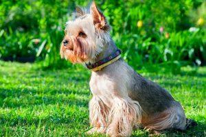 Yorkshire Terrier on green grass