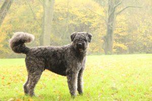 Bouvier des Flandres A Powerful Dog 3 Bouvier des Flandres