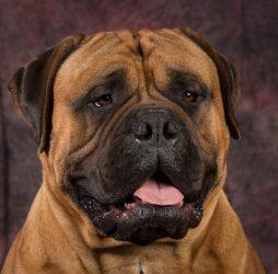 Bullmastiff 