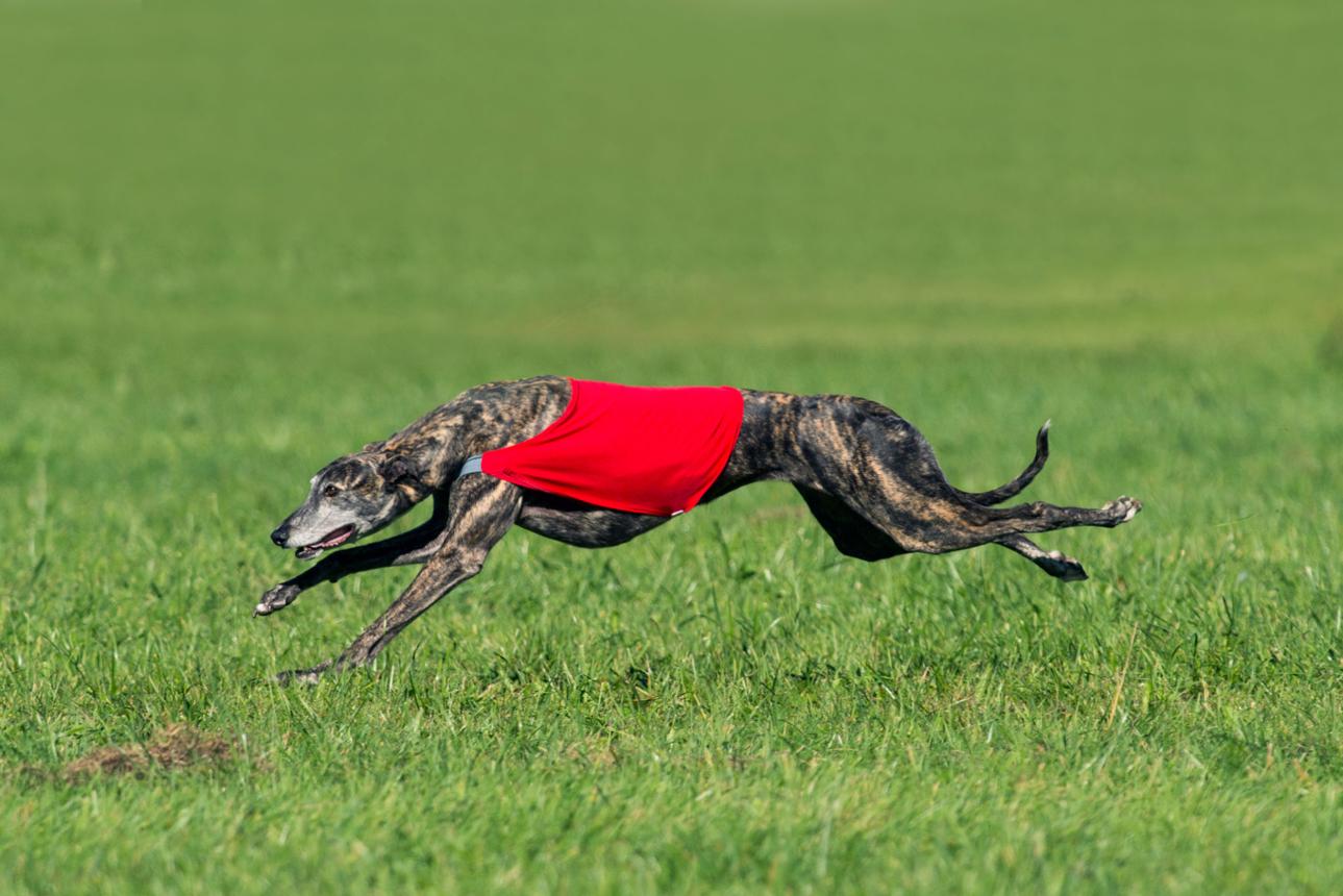 Coursing 2 Coursing