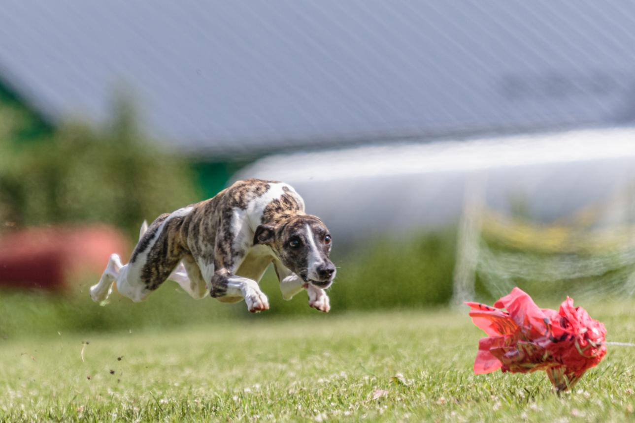 Coursing 1 coursing