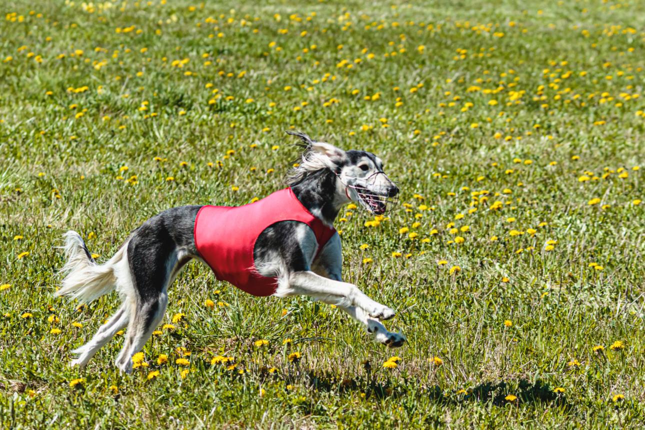 Coursing 4 Coursing