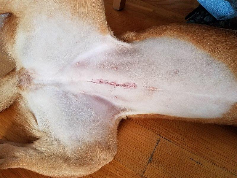 Spaying and Neutering