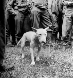 Willie Patton, a Bull Terrier