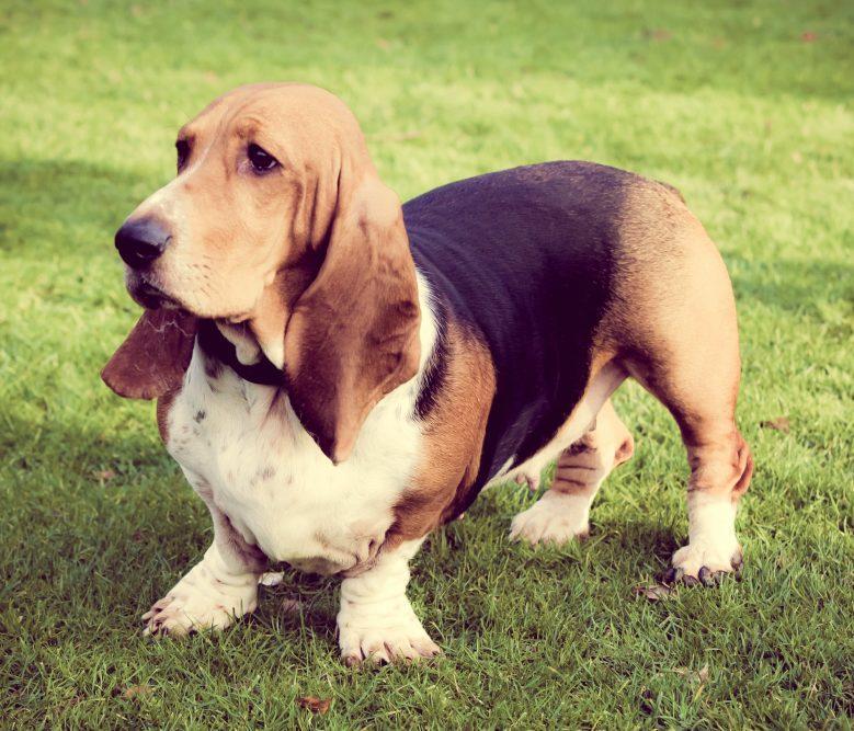 Basset Hound