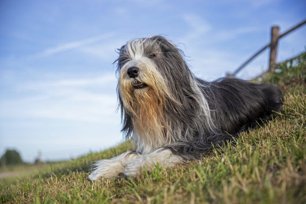 Herding Group Dogs 4 Bearded Collie