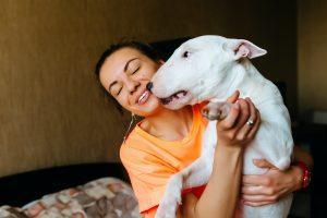 Bull Terrier
