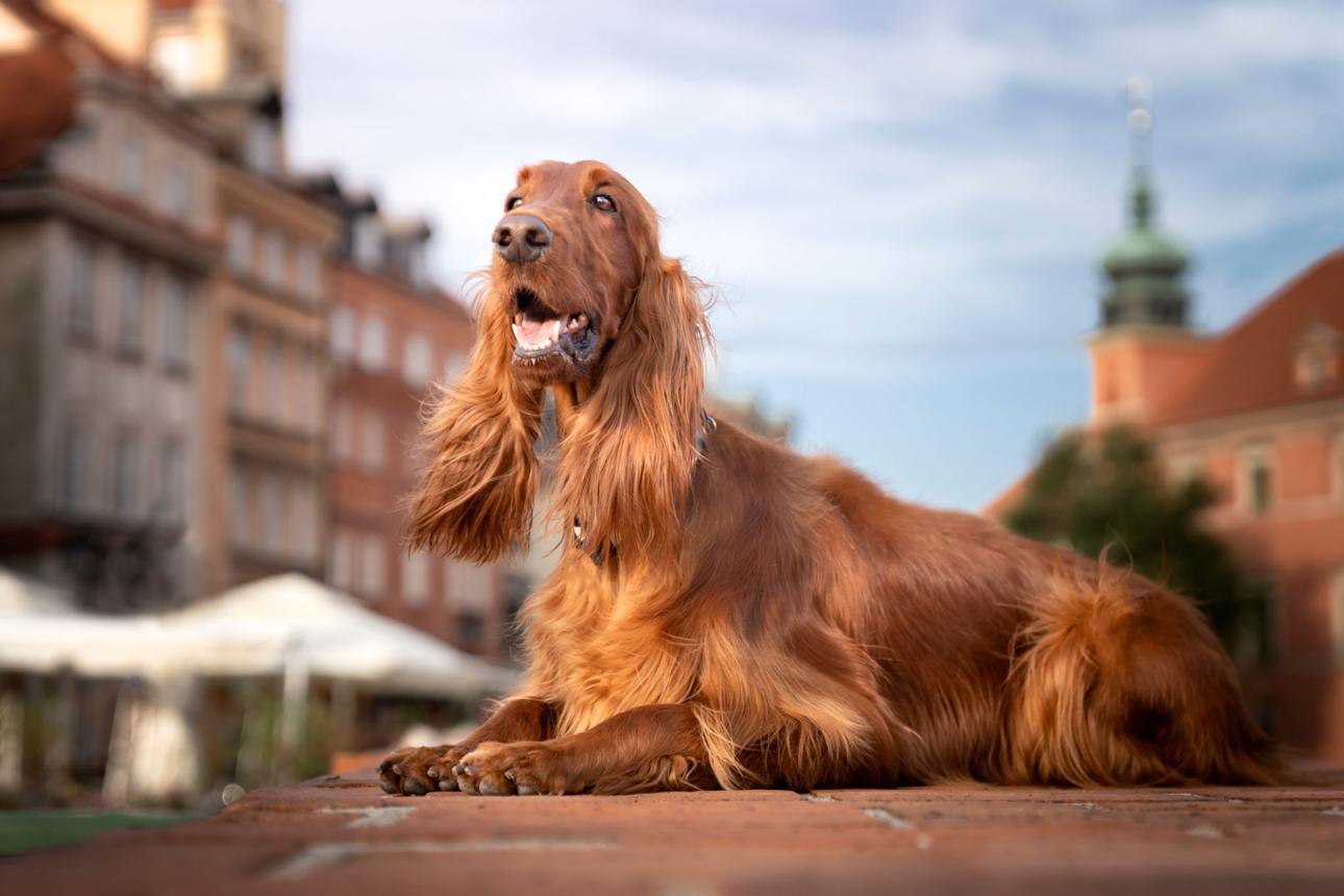 Bloat: Gastric Dilatation Volvulus 2 Afgnan Hound is susceptible to bloat