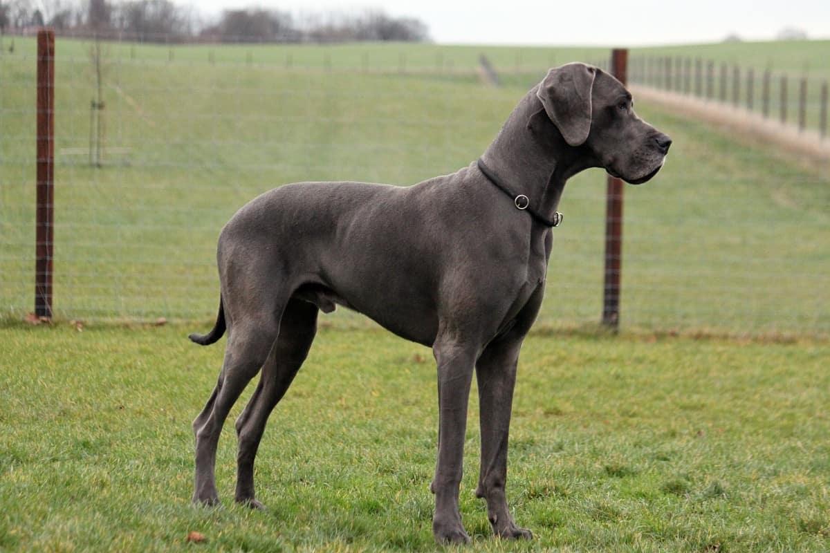 Bloat: Gastric Dilatation Volvulus 3 bloat in Great Dane