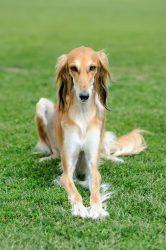Borzoi An Ancient Russian Dog 2 Borzoi