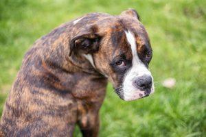 Boxer: The Delightful Companion Dog 6 Boxer Dog sitting on grass outside.