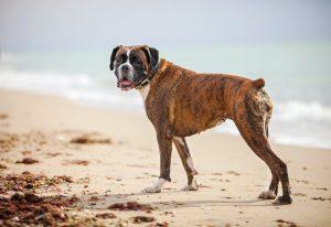 Boxer dog walking along a beach