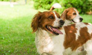 Brittany Spaniel dog outside