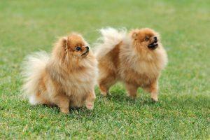 Brown pomeranian dog