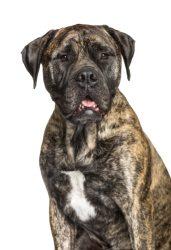 Bullmastiff