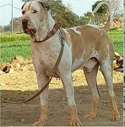 Bully Kutta