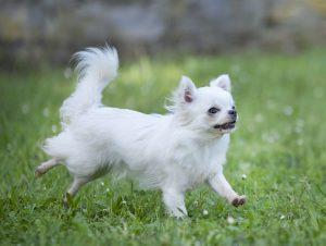 chihuahua in nature