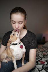 Chihuahua Family Pet