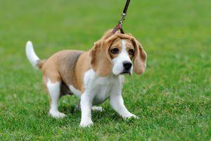  Beagle dog