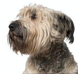 Bouvier des Flandres A Powerful Dog 4 Bouvier des Flandres