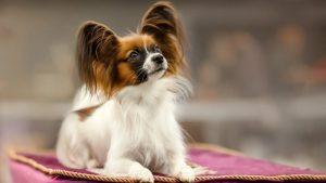 cute little papillon dog at the show