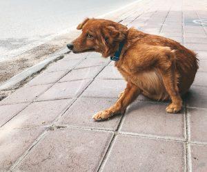Dog on the street scratching itself