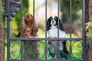 Dog Separation Anxiety