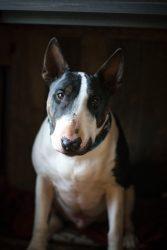  Bull Terrier