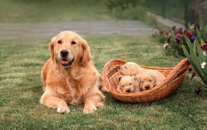 Golden Retrievers: The Best Dogs In The World? 3 golden retriever dog with newborn golden retriever puppies in summer in the garden.