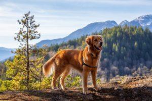 Golden Retrievers: The Best Dogs In The World? 2 Golden Retriever sitting by a cliff with Canadian Mountain Landscape