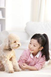 toy poodle