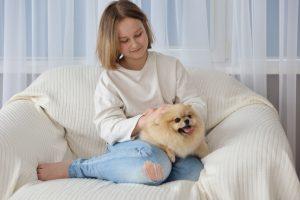 Little girl playing with pomeranian spitz puppy.