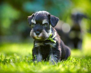miniature schnauzer puppy