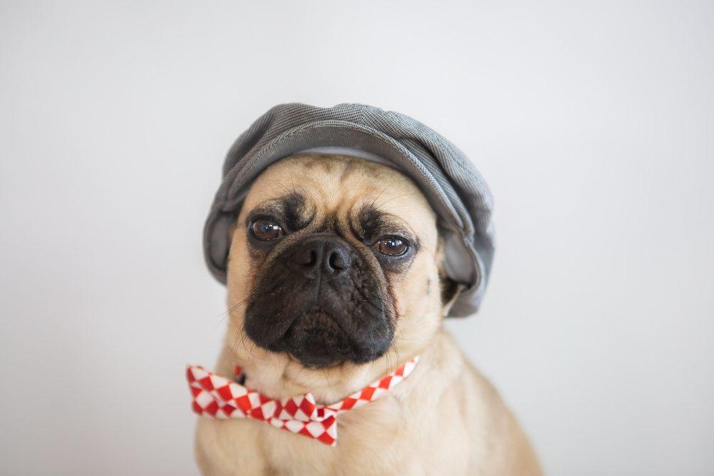 Dog Eye Problems 1 Pageboy Pug