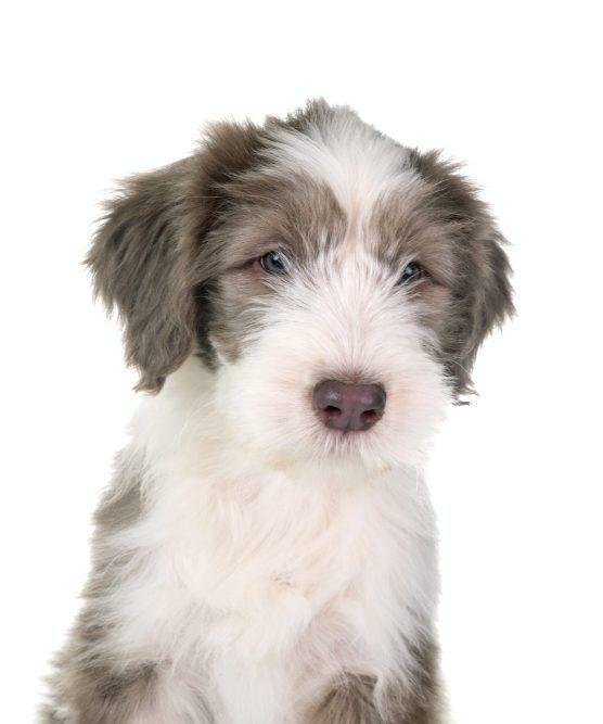 Bearded Collie: Dog Breed Information 4 puppy bearded collie
