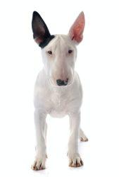 Bull Terrier puppy 