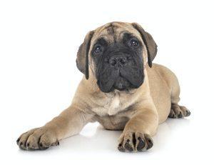 Bullmastiff Puppy